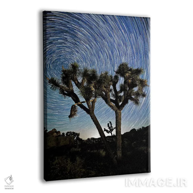 تابلو 2017،رد ستارگان بر فراز جاشوا تری، ۲۰۱۷ اثر اسویپی ایمیجز (آرشیو/آژانس عکس) - نمای پرسپکتیو محصول