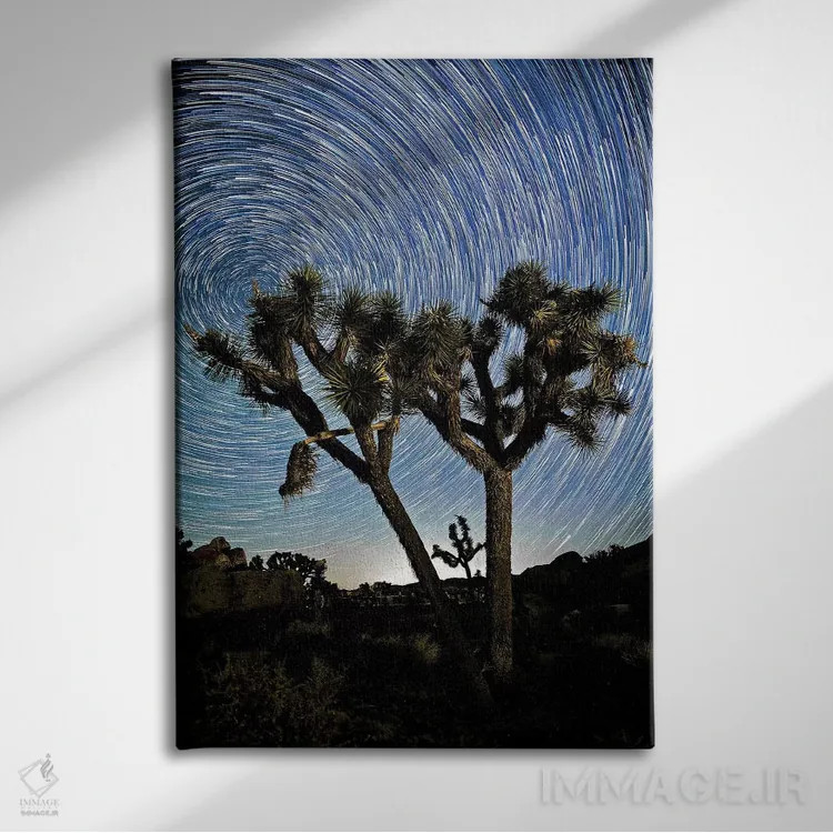 تابلو 2017،رد ستارگان بر فراز جاشوا تری، ۲۰۱۷ اثر اسویپی ایمیجز (آرشیو/آژانس عکس) - نمای روبهرو روی دیوار