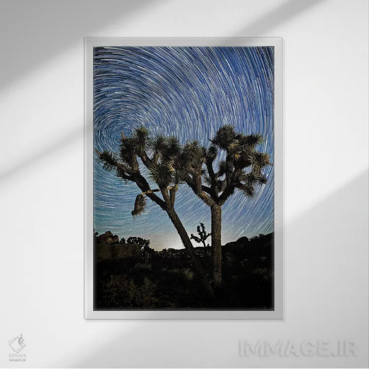 تابلو 2017،رد ستارگان بر فراز جاشوا تری، ۲۰۱۷ اثر اسویپی ایمیجز (آرشیو/آژانس عکس) - نمای قابدار سفید