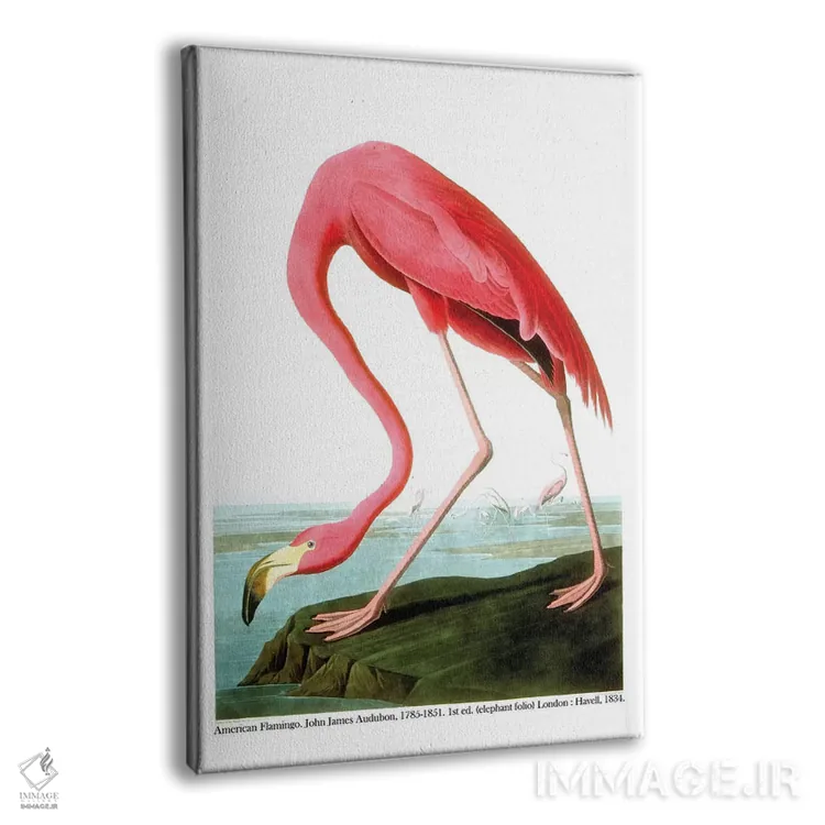 تابلو 1834،فلامینگو آمریکایی، ۱۸۳۴ اثر جان جیمز آدوبون (نقاش و پرندهشناس) - نمای پرسپکتیو محصول