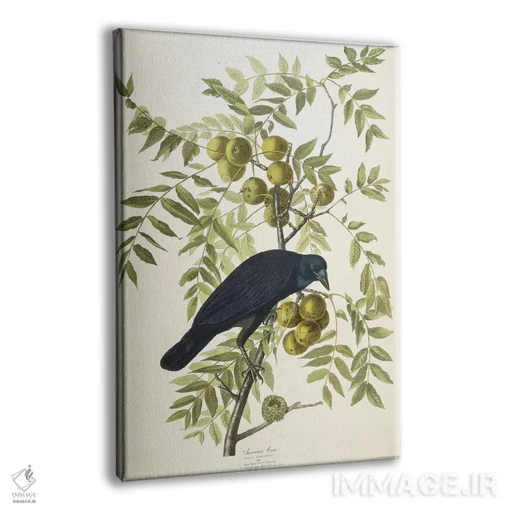 تابلو 1833,کلاغ آمریکایی، ۱۸۳۳ اثر جان جیمز آدوبون (نقاش و پرندهشناس) - نمای پرسپکتیو محصول