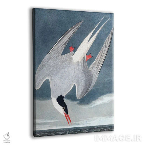 تابلو Sterna Paradisaea, from "The Birds of America", 1827-38,پرستوی قطبی از مجموعه "پرندگان آمریکا"، ۱۸۲۷-۳۸ اثر جان جیمز آدوبون (نقاش و پرندهشناس) - نمای پرسپکتیو محصول