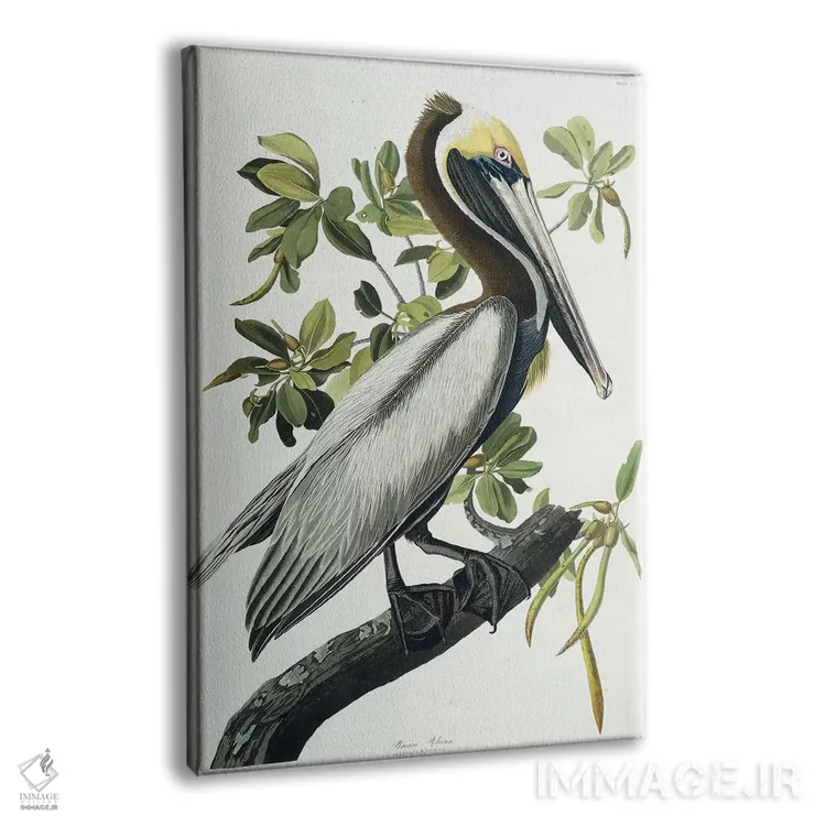 تابلو 1835,پلیکان قهوهای، ۱۸۳۵ اثر جان جیمز آدوبون (نقاش و پرندهشناس) - نمای پرسپکتیو محصول