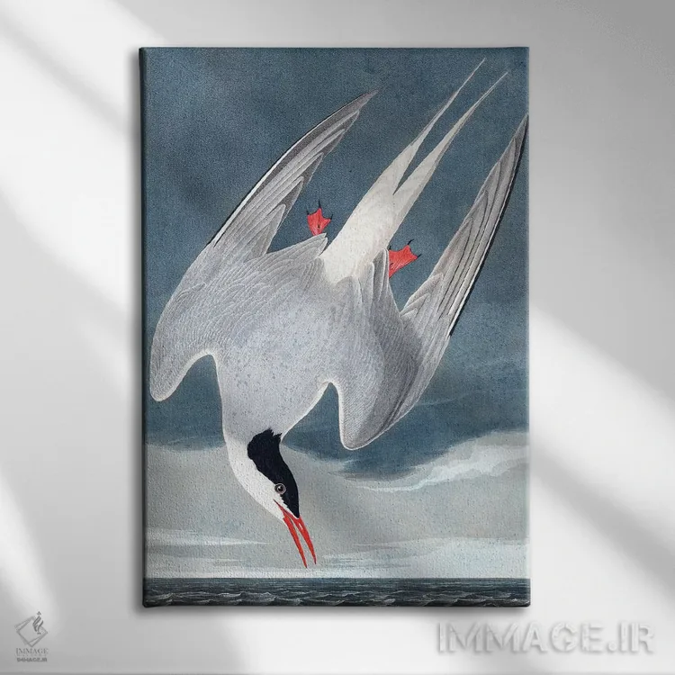 تابلو Sterna Paradisaea, from "The Birds of America", 1827-38,پرستوی قطبی از مجموعه "پرندگان آمریکا"، ۱۸۲۷-۳۸ اثر جان جیمز آدوبون (نقاش و پرندهشناس) - نمای روبهرو روی دیوار
