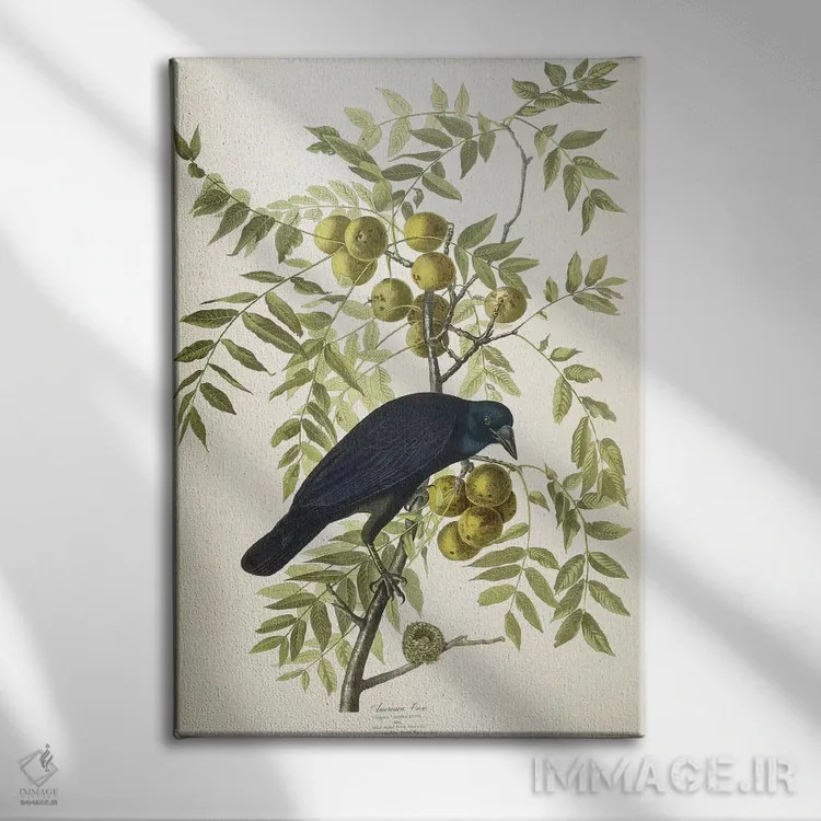 تابلو 1833,کلاغ آمریکایی، ۱۸۳۳ اثر جان جیمز آدوبون (نقاش و پرندهشناس) - نمای روبهرو روی دیوار