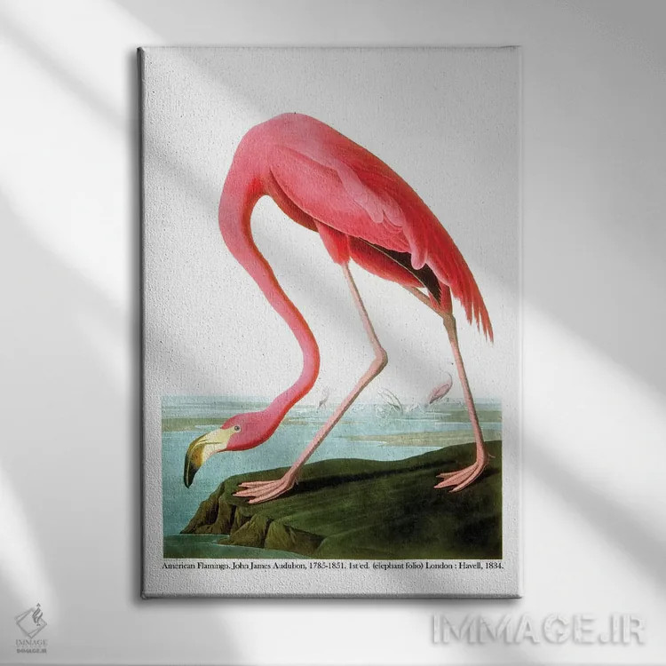 تابلو 1834،فلامینگو آمریکایی، ۱۸۳۴ اثر جان جیمز آدوبون (نقاش و پرندهشناس) - نمای روبهرو روی دیوار
