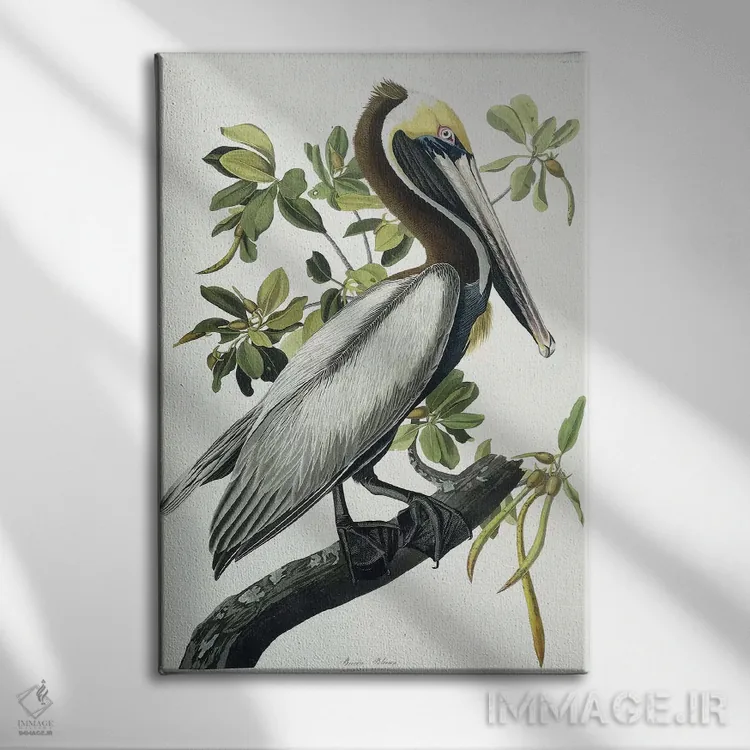 تابلو 1835,پلیکان قهوهای، ۱۸۳۵ اثر جان جیمز آدوبون (نقاش و پرندهشناس) - نمای روبهرو روی دیوار