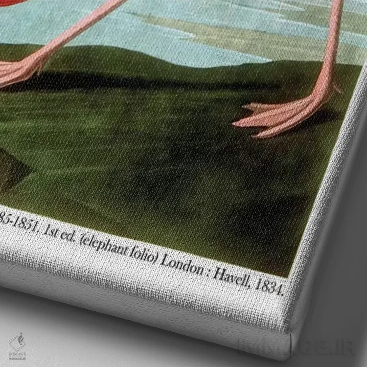 تابلو 1834،فلامینگو آمریکایی، ۱۸۳۴ اثر جان جیمز آدوبون (نقاش و پرندهشناس) - نمای نزدیک بافت بوم