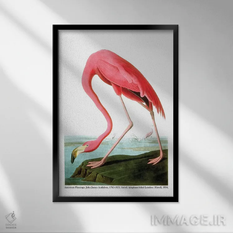 تابلو 1834،فلامینگو آمریکایی، ۱۸۳۴ اثر جان جیمز آدوبون (نقاش و پرندهشناس) - نمای قابدار مشکی