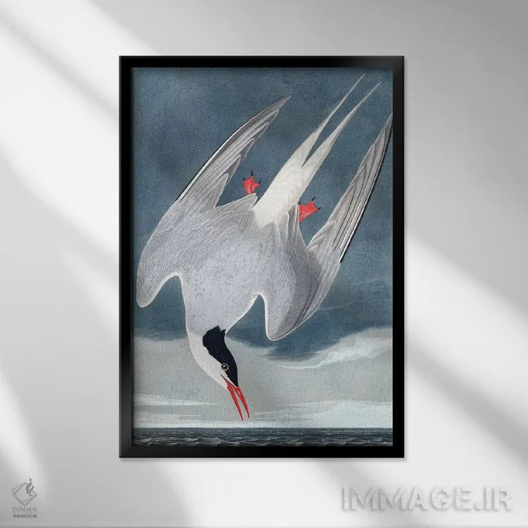 تابلو Sterna Paradisaea, from "The Birds of America", 1827-38,پرستوی قطبی از مجموعه "پرندگان آمریکا"، ۱۸۲۷-۳۸ اثر جان جیمز آدوبون (نقاش و پرندهشناس) - نمای قابدار مشکی