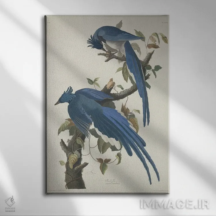 تابلو 1830,کلاغ جی کلمبیا، ۱۸۳۰ اثر جان جیمز آدوبون (نقاش و پرندهشناس) - نمای روبهرو روی دیوار