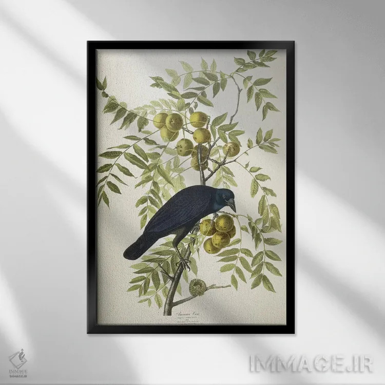 تابلو 1833,کلاغ آمریکایی، ۱۸۳۳ اثر جان جیمز آدوبون (نقاش و پرندهشناس) - نمای قابدار مشکی