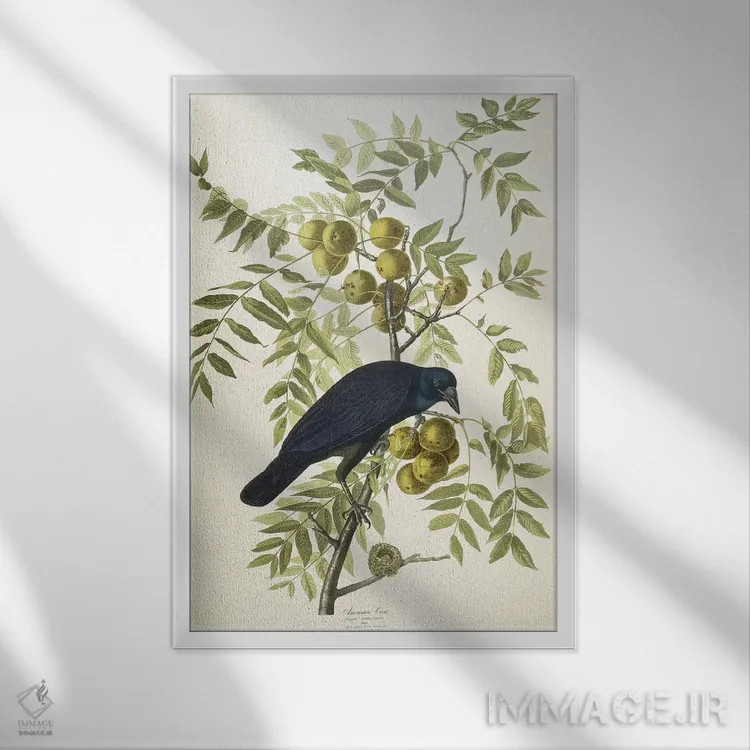 تابلو 1833,کلاغ آمریکایی، ۱۸۳۳ اثر جان جیمز آدوبون (نقاش و پرندهشناس) - نمای قابدار سفید
