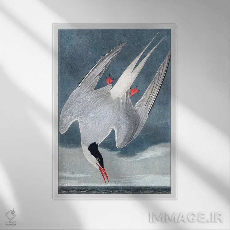 تابلو Sterna Paradisaea, from "The Birds of America", 1827-38,پرستوی قطبی از مجموعه "پرندگان آمریکا"، ۱۸۲۷-۳۸ اثر جان جیمز آدوبون (نقاش و پرندهشناس) - نمای قابدار سفید