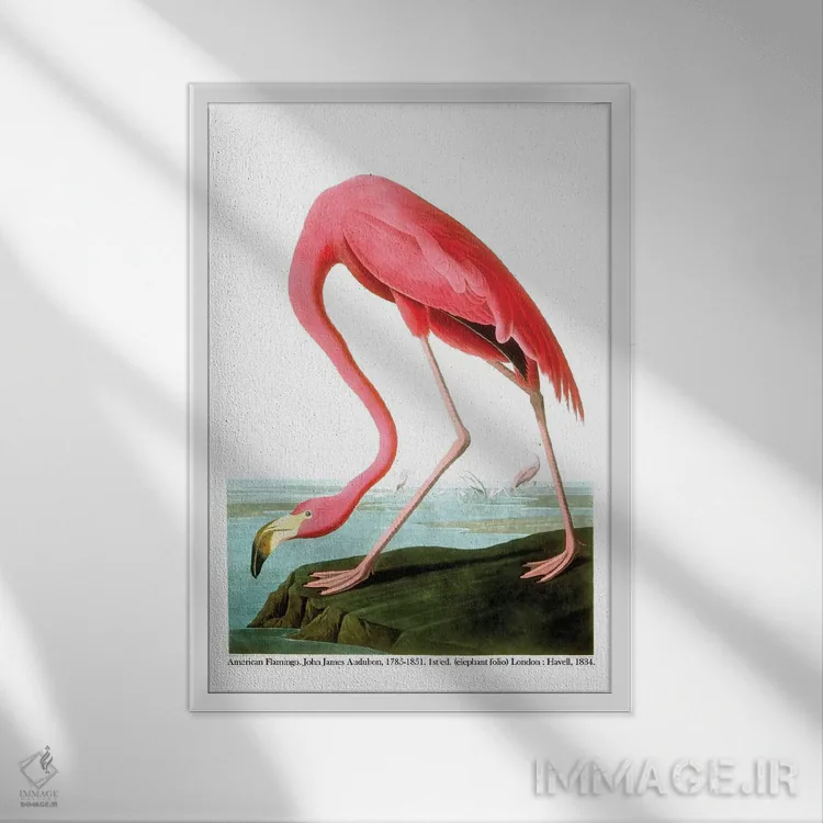 تابلو 1834،فلامینگو آمریکایی، ۱۸۳۴ اثر جان جیمز آدوبون (نقاش و پرندهشناس) - نمای قابدار سفید