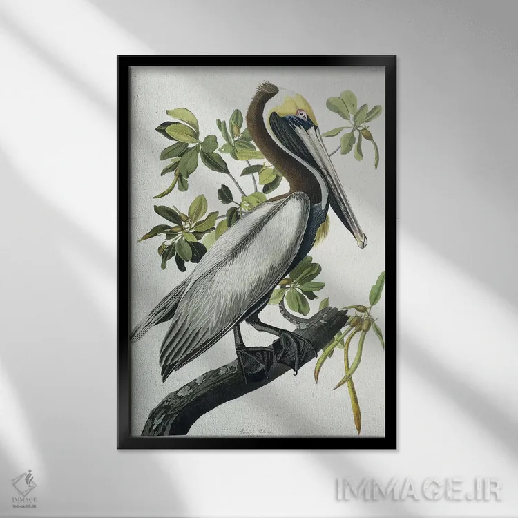 تابلو 1835,پلیکان قهوهای، ۱۸۳۵ اثر جان جیمز آدوبون (نقاش و پرندهشناس) - نمای قابدار مشکی