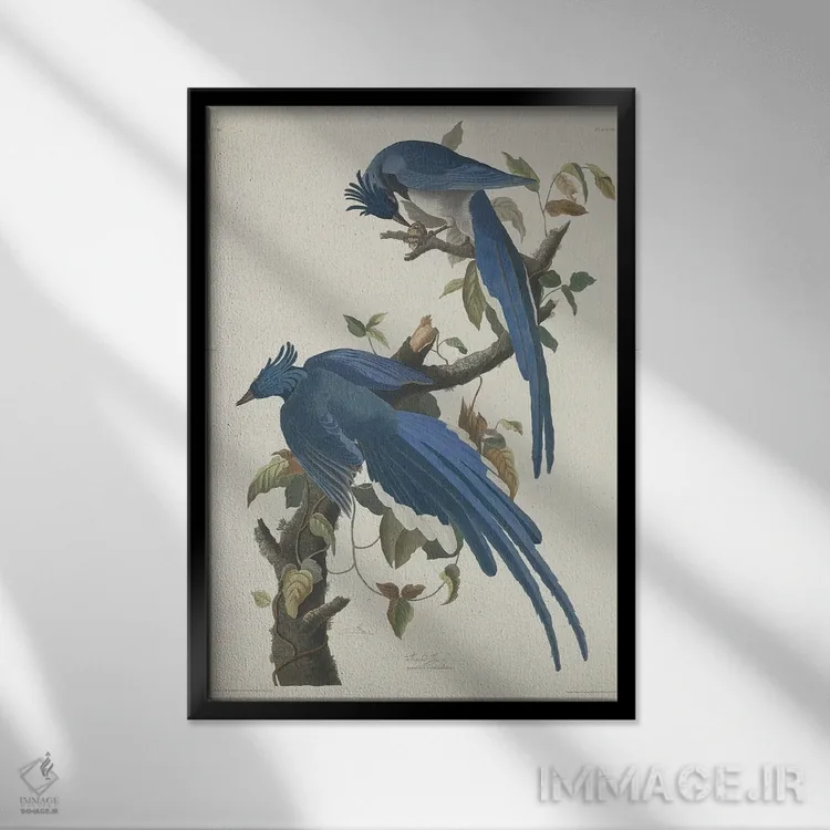 تابلو 1830,کلاغ جی کلمبیا، ۱۸۳۰ اثر جان جیمز آدوبون (نقاش و پرندهشناس) - نمای قابدار مشکی