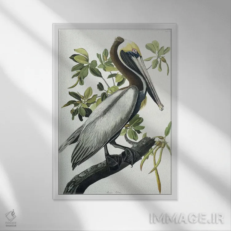 تابلو 1835,پلیکان قهوهای، ۱۸۳۵ اثر جان جیمز آدوبون (نقاش و پرندهشناس) - نمای قابدار سفید