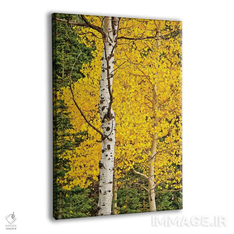 تابلو شکوفههای آفتابی اثر بروس ناوراکه - نمای پرسپکتیو محصول