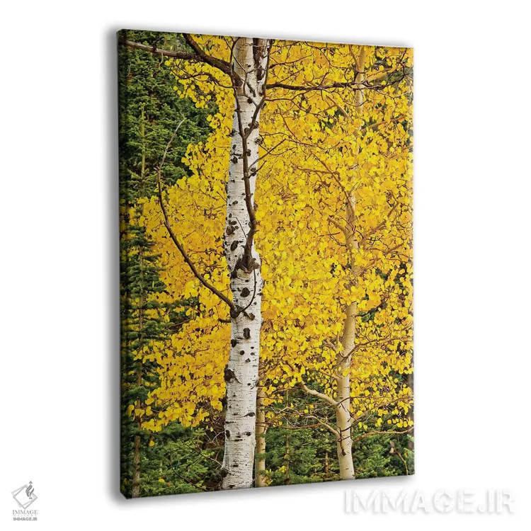 تابلو شکوفههای آفتابی اثر بروس ناوراکه - نمای پرسپکتیو محصول