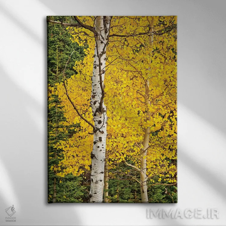 تابلو شکوفههای آفتابی اثر بروس ناوراکه - نمای روبهرو روی دیوار