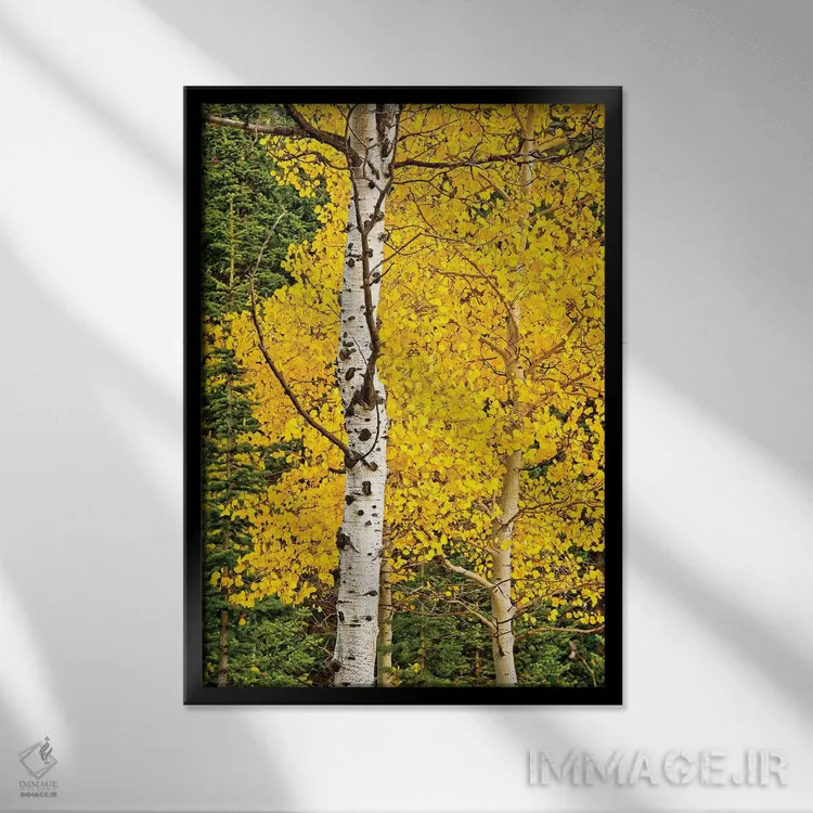 تابلو شکوفههای آفتابی اثر بروس ناوراکه - نمای قابدار مشکی