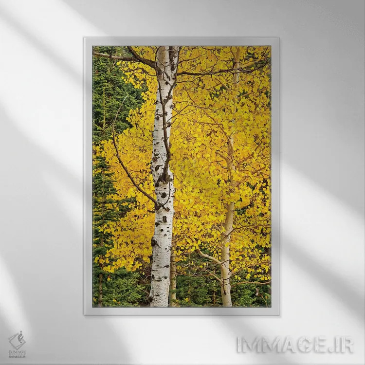 تابلو شکوفههای آفتابی اثر بروس ناوراکه - نمای قابدار سفید