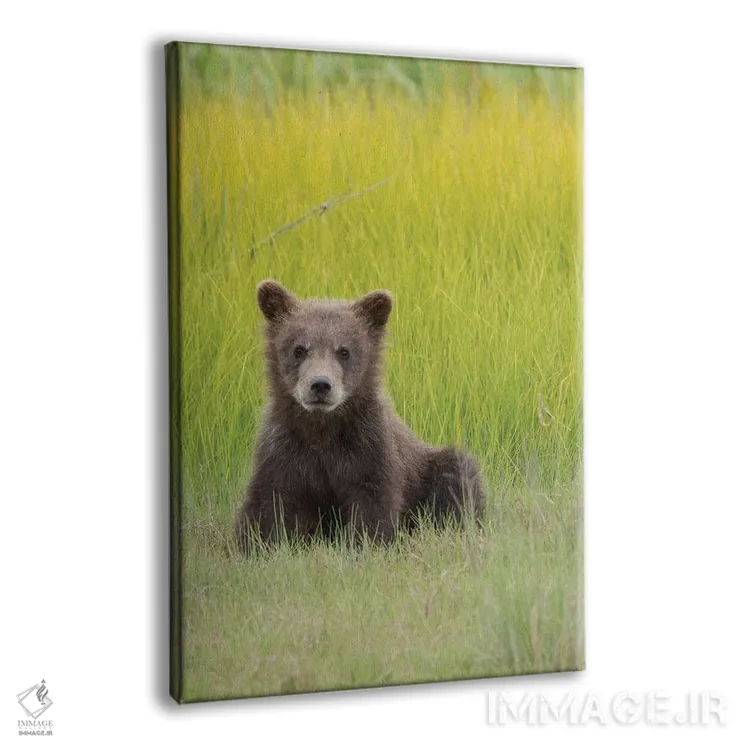 تابلو آمریکا، آلاسکا. توله خرس خاکستری در علفزار پارک ملی لیک کلارک نشسته است اثر برندا ثارپ - نمای پرسپکتیو محصول