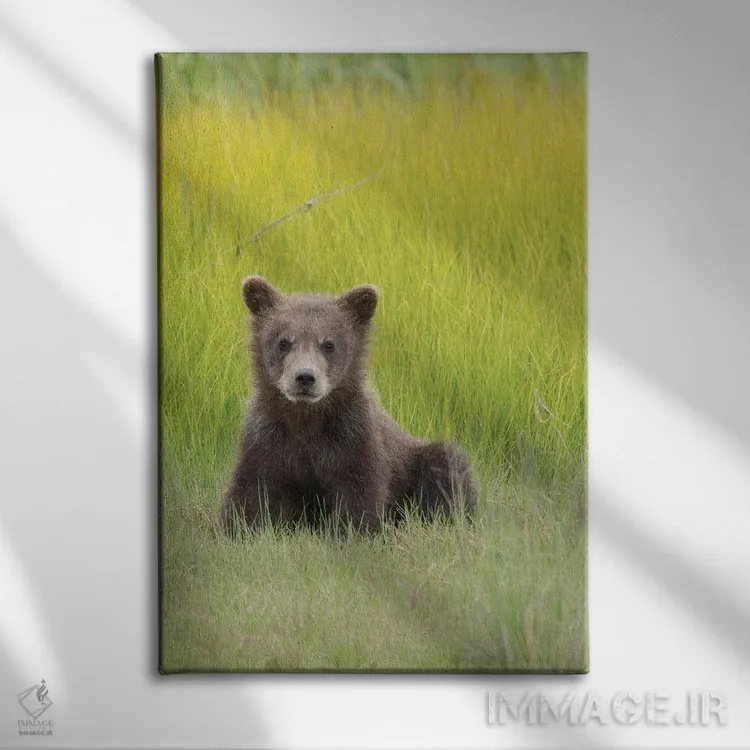تابلو آمریکا، آلاسکا. توله خرس خاکستری در علفزار پارک ملی لیک کلارک نشسته است اثر برندا ثارپ - نمای روبهرو روی دیوار