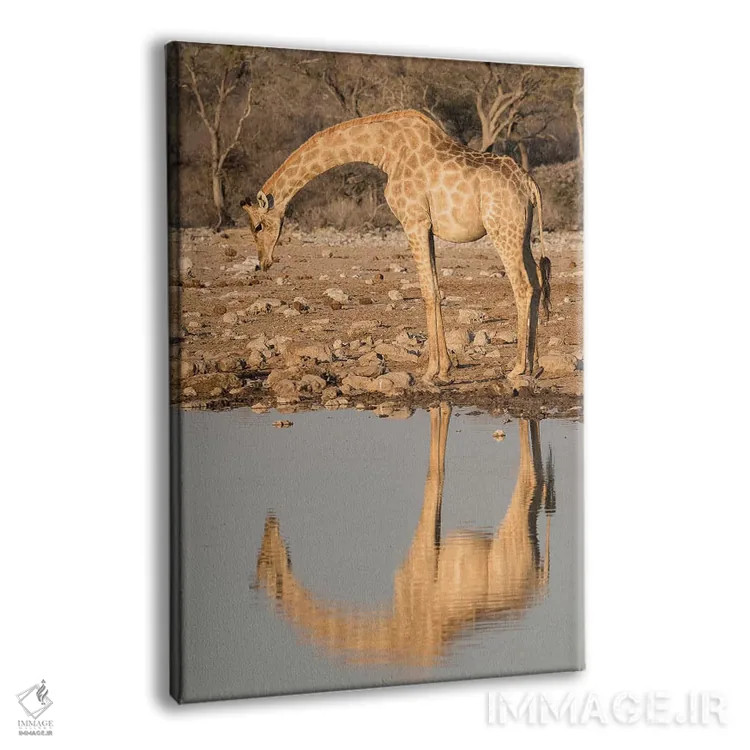 تابلو زرافهای که برای نوشیدن آب در آبگیر خم شده و تصویرش در آب منعکس شده است، پارک ملی اتوشا، نامیبیا اثر برندا ثارپ - نمای پرسپکتیو محصول