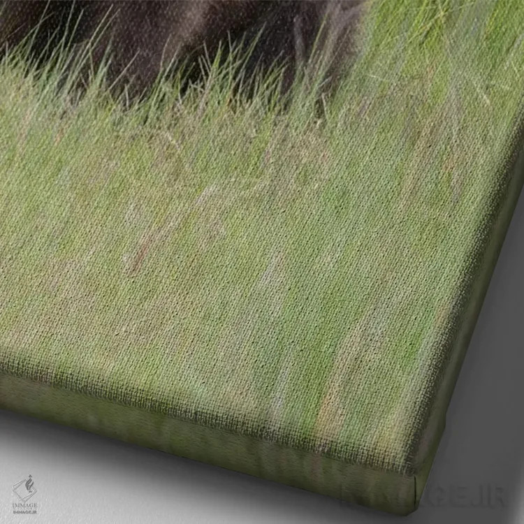 تابلو آمریکا، آلاسکا. توله خرس خاکستری در علفزار پارک ملی لیک کلارک نشسته است اثر برندا ثارپ - نمای نزدیک بافت بوم