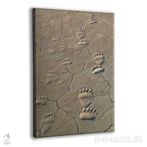 تابلو ردپای خرسهای خاکستری ساحلی در پارک ملی لیک کلارک، آلاسکا اثر برندا ثارپ - نمای پرسپکتیو محصول