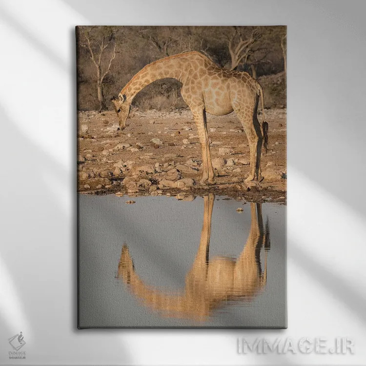 تابلو زرافهای که برای نوشیدن آب در آبگیر خم شده و تصویرش در آب منعکس شده است، پارک ملی اتوشا، نامیبیا اثر برندا ثارپ - نمای روبهرو روی دیوار