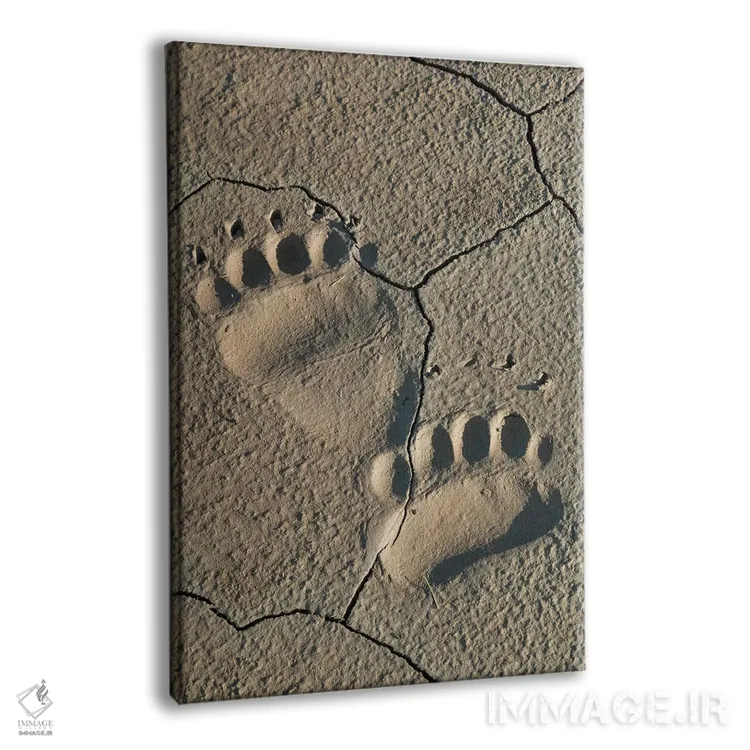 تابلو ردپای خرس خاکستری ساحلی در پارک ملی لیک کلارک، آلاسکا اثر برندا ثارپ - نمای پرسپکتیو محصول