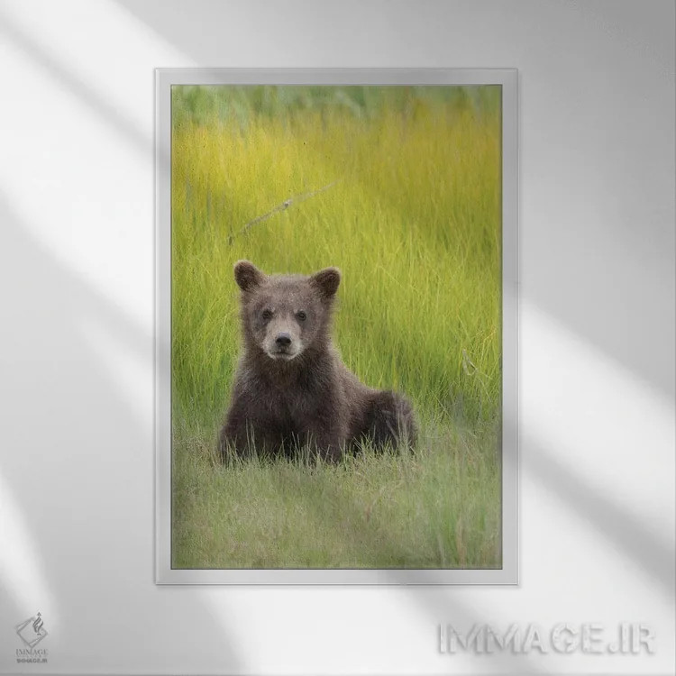 تابلو آمریکا، آلاسکا. توله خرس خاکستری در علفزار پارک ملی لیک کلارک نشسته است اثر برندا ثارپ - نمای قابدار سفید