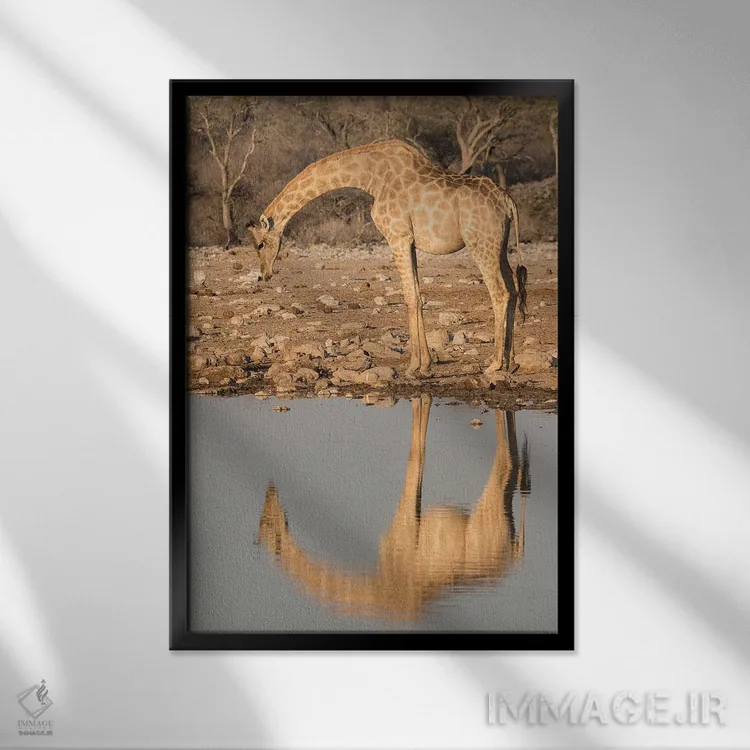 تابلو زرافهای که برای نوشیدن آب در آبگیر خم شده و تصویرش در آب منعکس شده است، پارک ملی اتوشا، نامیبیا اثر برندا ثارپ - نمای قابدار مشکی