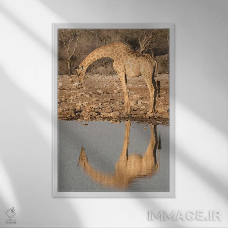 تابلو زرافهای که برای نوشیدن آب در آبگیر خم شده و تصویرش در آب منعکس شده است، پارک ملی اتوشا، نامیبیا اثر برندا ثارپ - نمای قابدار سفید
