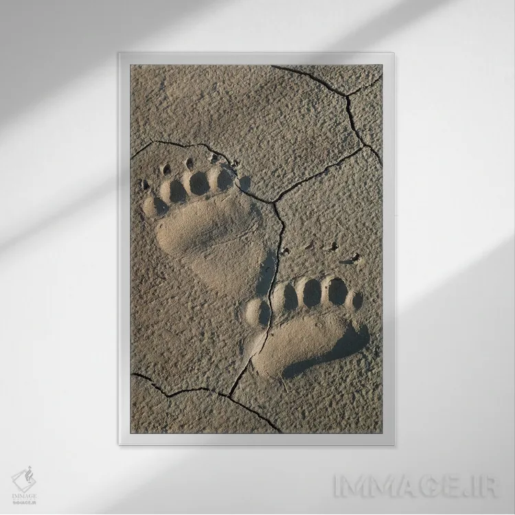 تابلو ردپای خرس خاکستری ساحلی در پارک ملی لیک کلارک، آلاسکا اثر برندا ثارپ - نمای قابدار سفید
