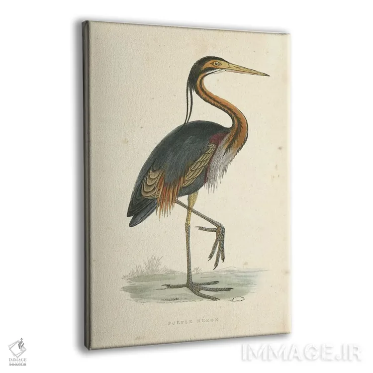 تابلو حواصیل بنفش کلاسیک اثر بوِرلی آر موریس - نمای پرسپکتیو محصول