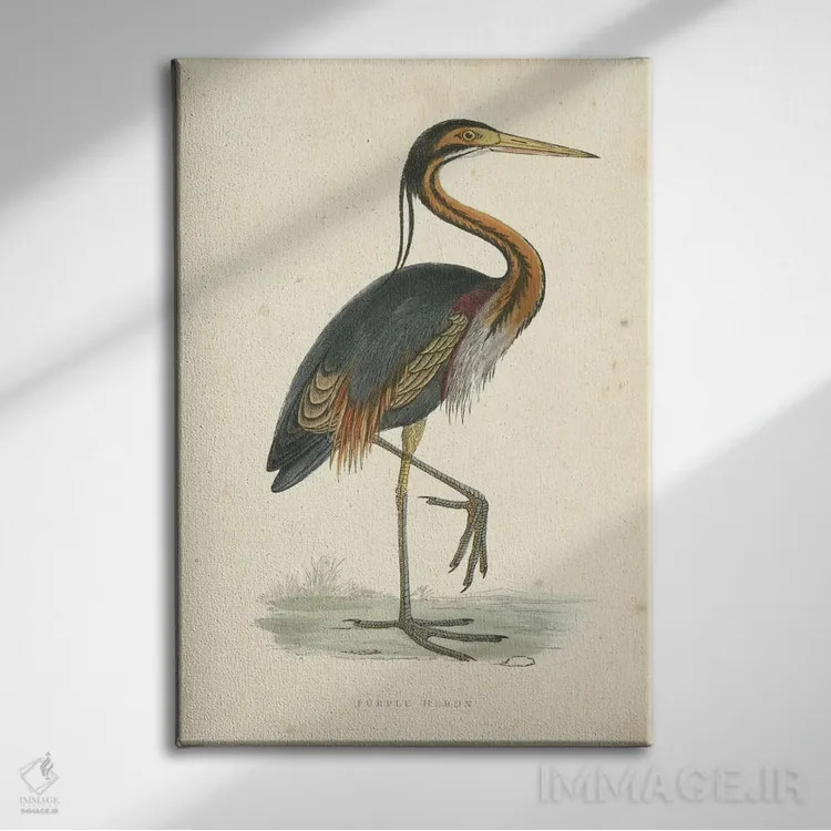 تابلو حواصیل بنفش کلاسیک اثر بوِرلی آر موریس - نمای روبهرو روی دیوار