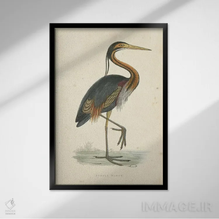 تابلو حواصیل بنفش کلاسیک اثر بوِرلی آر موریس - نمای قابدار مشکی