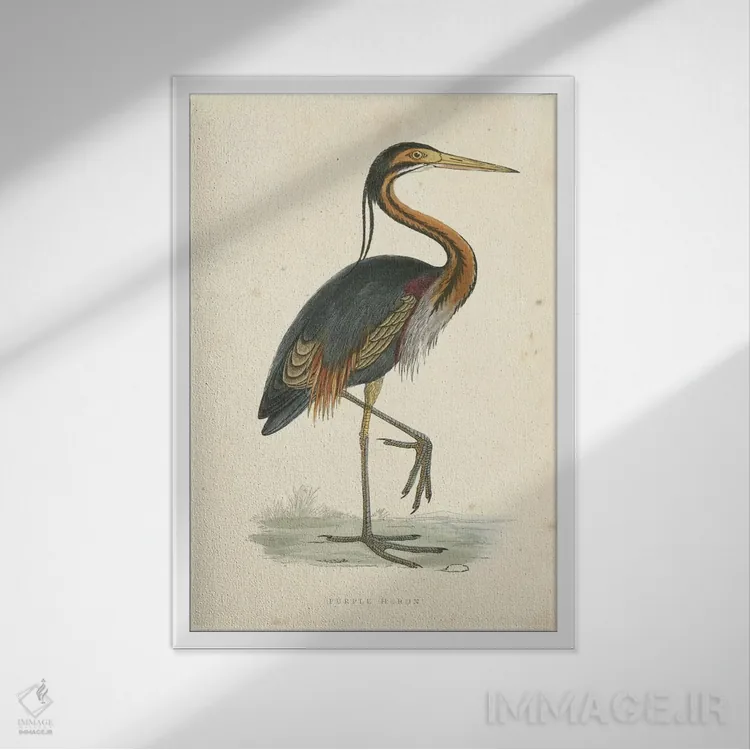 تابلو حواصیل بنفش کلاسیک اثر بوِرلی آر موریس - نمای قابدار سفید