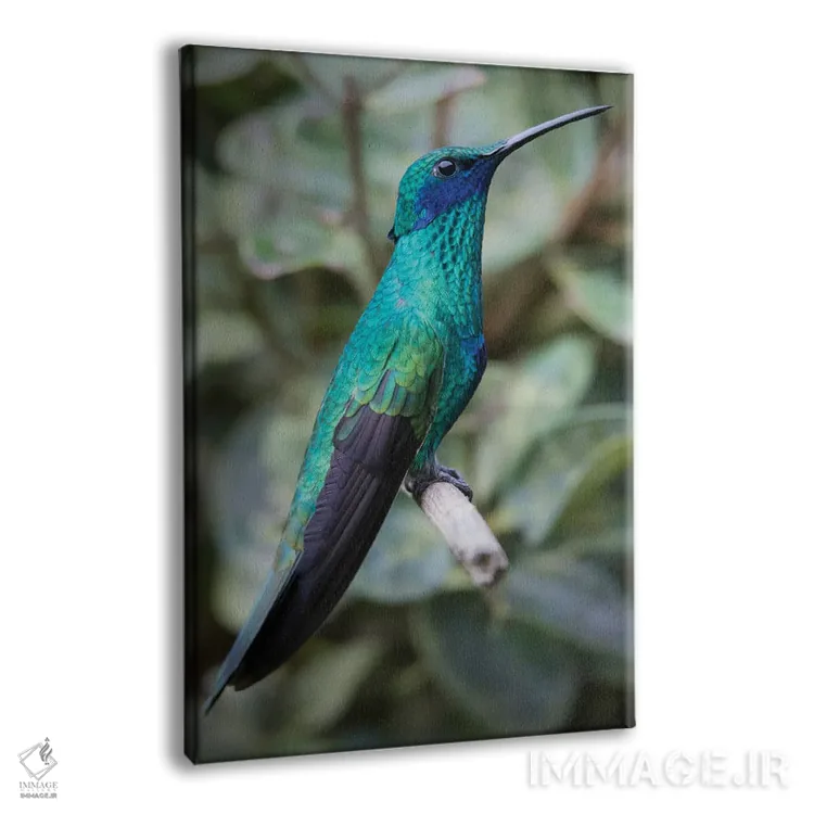 تابلو مرغ مگس زیبای ارغوانی رنگ با گوشهای درخشان در جنگلهای ابری آند فراوان است اثر بتی سدرکوئیست - نمای پرسپکتیو محصول