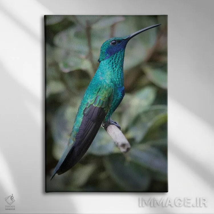 تابلو مرغ مگس زیبای ارغوانی رنگ با گوشهای درخشان در جنگلهای ابری آند فراوان است اثر بتی سدرکوئیست - نمای روبهرو روی دیوار