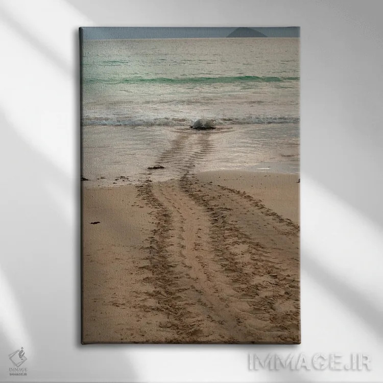 تابلو پس از تخمگذاری در ساحل گالاپاگوس، این لاکپشت دریایی به اقیانوس بازمیگردد اثر بتی سدرکوئیست - نمای روبهرو روی دیوار