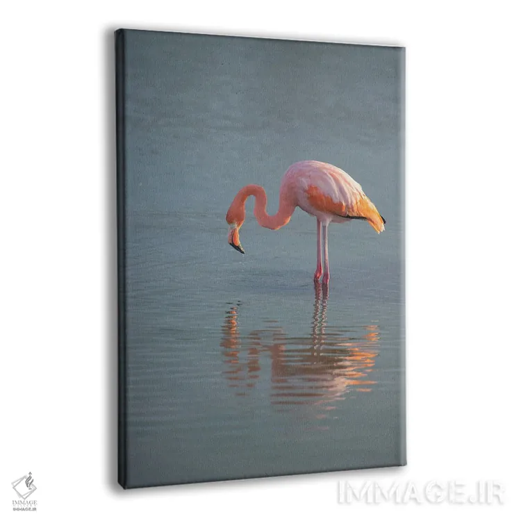 تابلو فلامینگو به دنبال غذا در خور در جزایر گالاپاگوس اثر بتی سدرکوئیست - نمای پرسپکتیو محصول