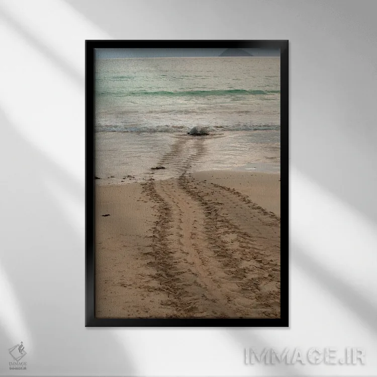 تابلو پس از تخمگذاری در ساحل گالاپاگوس، این لاکپشت دریایی به اقیانوس بازمیگردد اثر بتی سدرکوئیست - نمای قابدار مشکی