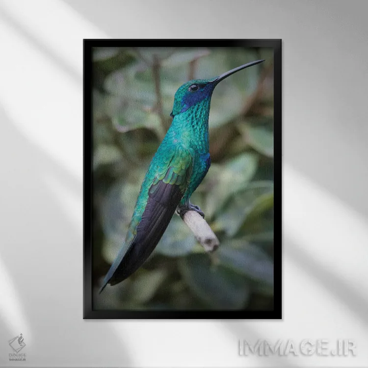 تابلو مرغ مگس زیبای ارغوانی رنگ با گوشهای درخشان در جنگلهای ابری آند فراوان است اثر بتی سدرکوئیست - نمای قابدار مشکی