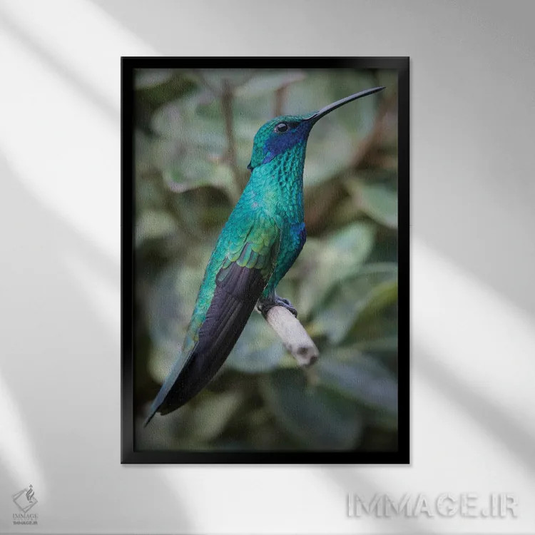 تابلو مرغ مگس زیبای ارغوانی رنگ با گوشهای درخشان در جنگلهای ابری آند فراوان است اثر بتی سدرکوئیست - نمای قابدار مشکی