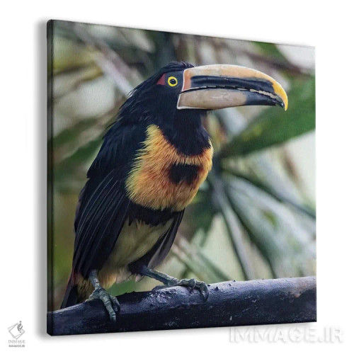 تابلو آراکاری در جنگل ابری منقاری بزرگ دارد اثر بتی سدرکوئیست - نمای پرسپکتیو محصول